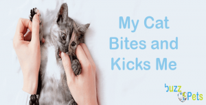 My Cat Bites and Kicks Me ! Causes and What to do ?