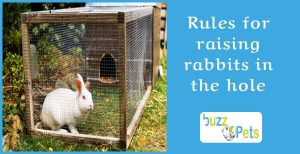 Rules for raising rabbits in the hole