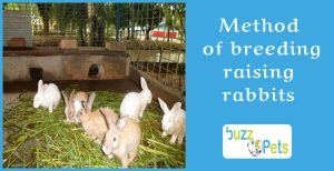The modern method of breeding raising rabbits